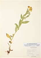 藏品(山地堆心菊)的圖片